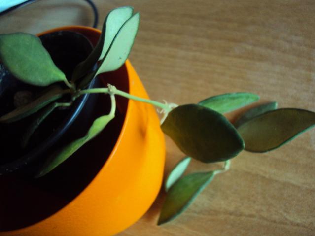 hoya