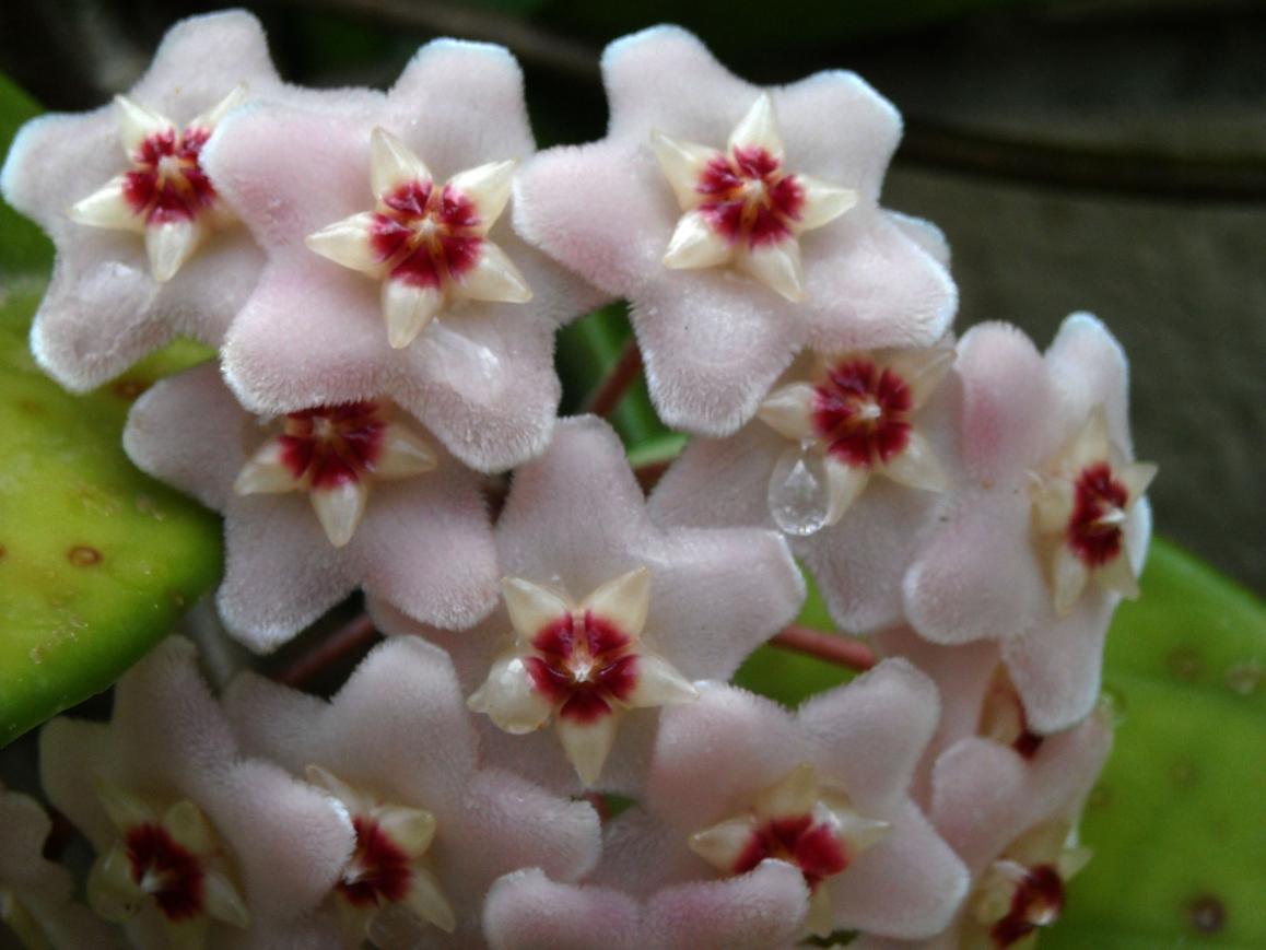 Hoya