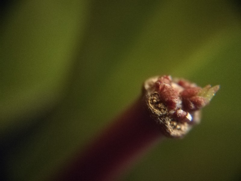 Hoya1