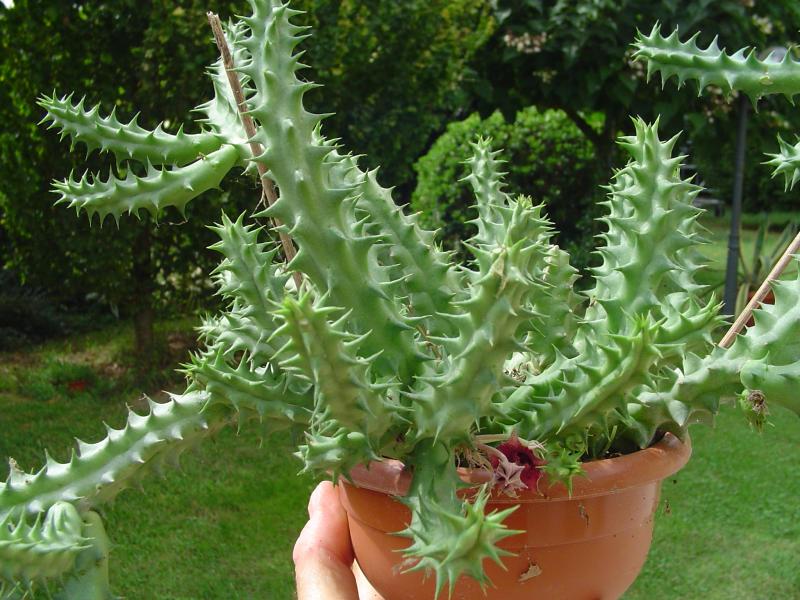 huernia macrocarpa - temperatura minima sopportata: +8°C (ma tollera temporaneamente anche temperature prossime a +0°C se tenuta asciutta)