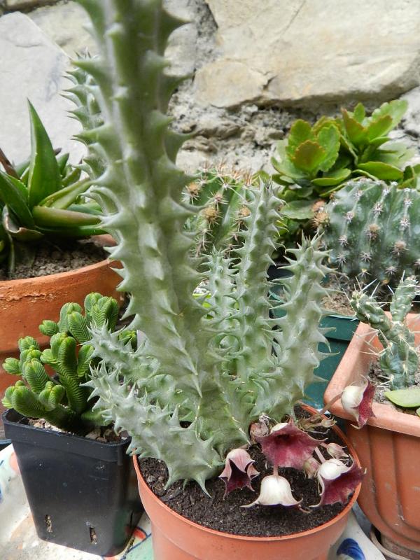 Huernia macrocarpa