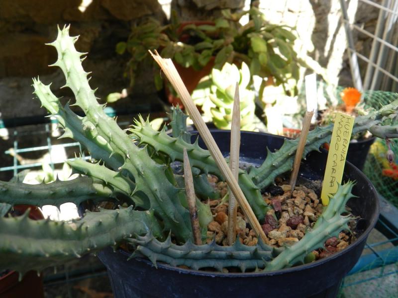 Huernia macrocarpa2