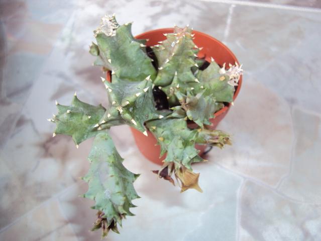 huernia zebrina?
