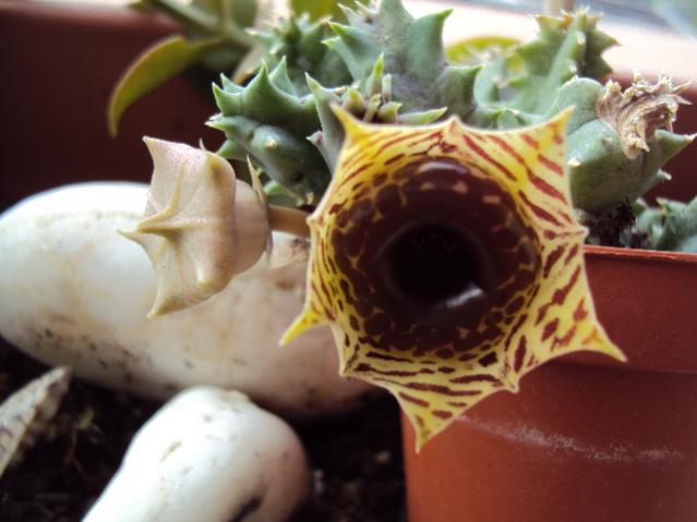 huernia zebrina