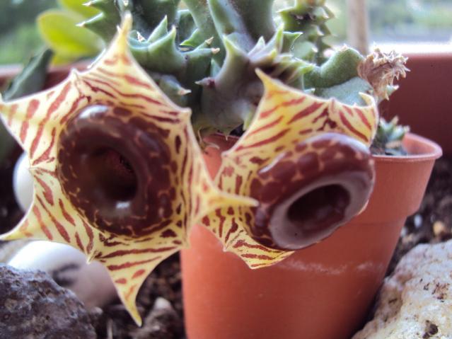 huernia