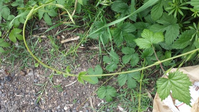 Humulus lupulus