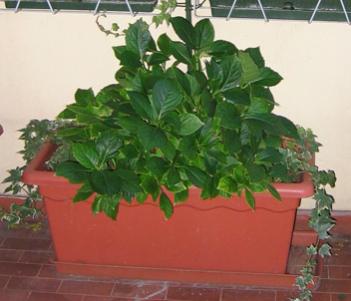 Hydrangea (Ortensia)