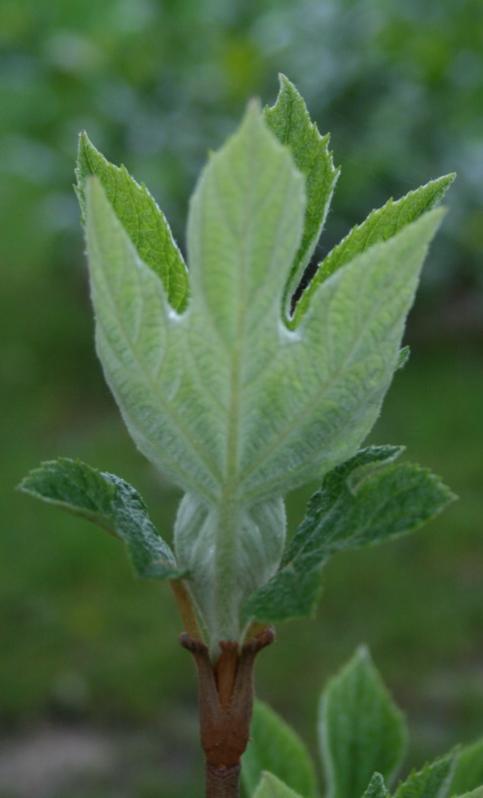 hydrangea quercifolia - gemma