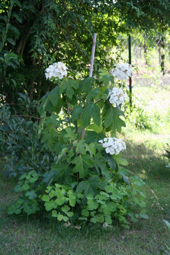 hydrangea quercifolia