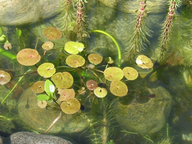 Hydrocharis morsus ranae - Morso di rana