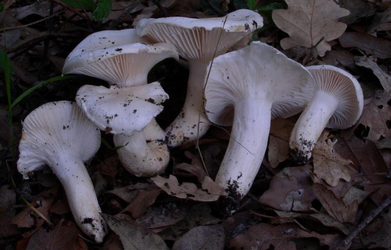 Hygrophorus penarius.