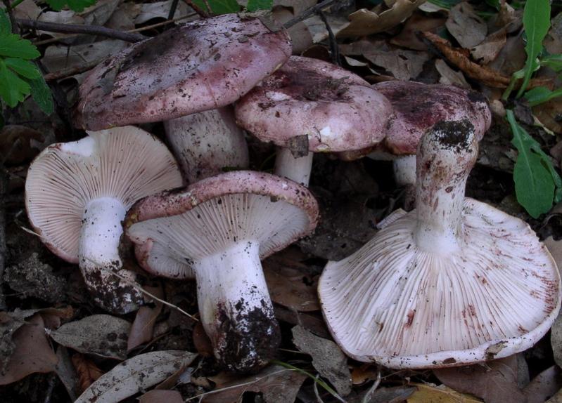 Hygrophorus russula