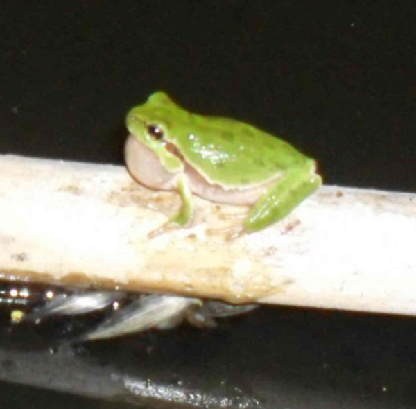 HYLA arborea