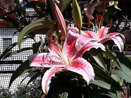 i "timidoni" profumati arrossiscono !!