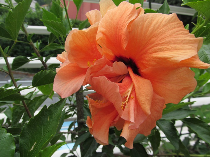 IBISCO ROSA SINENSIS  ARANCIO