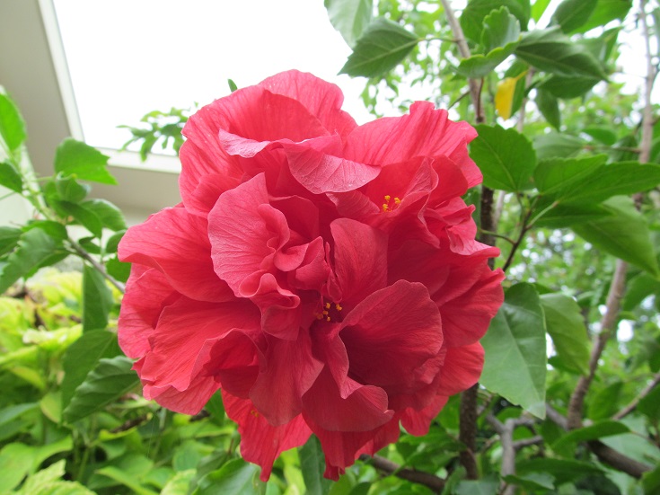 IBISCO ROSA SINENSIS  ROSSO