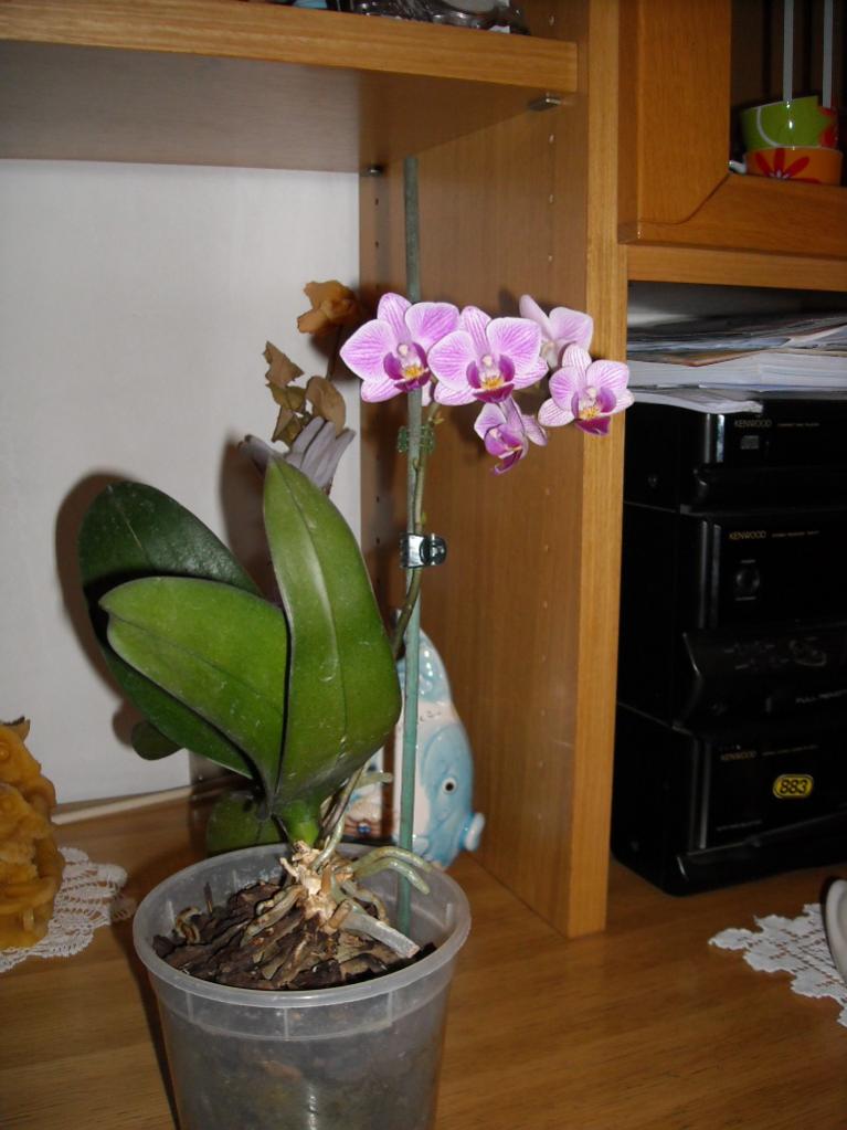 Ibrido di Phalenopsis