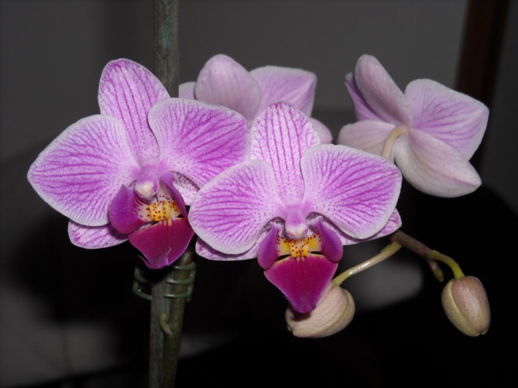 Ibrido di Phalenopsis