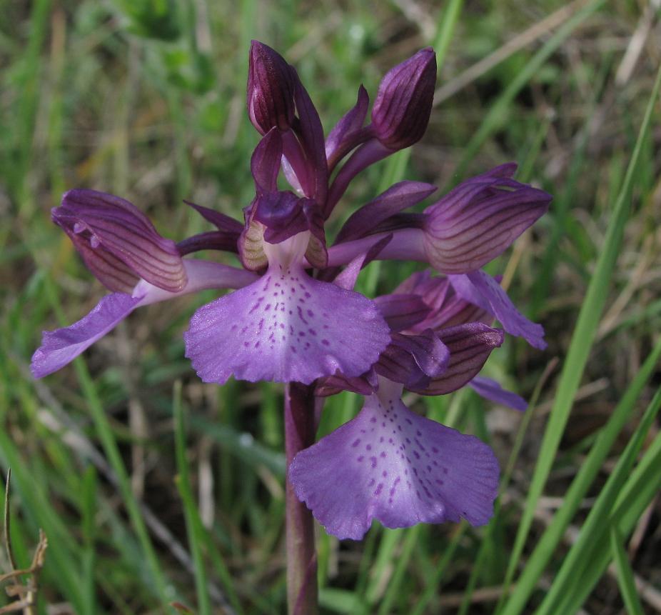 Ibrido tra Orchis.morio & O.papilionacea