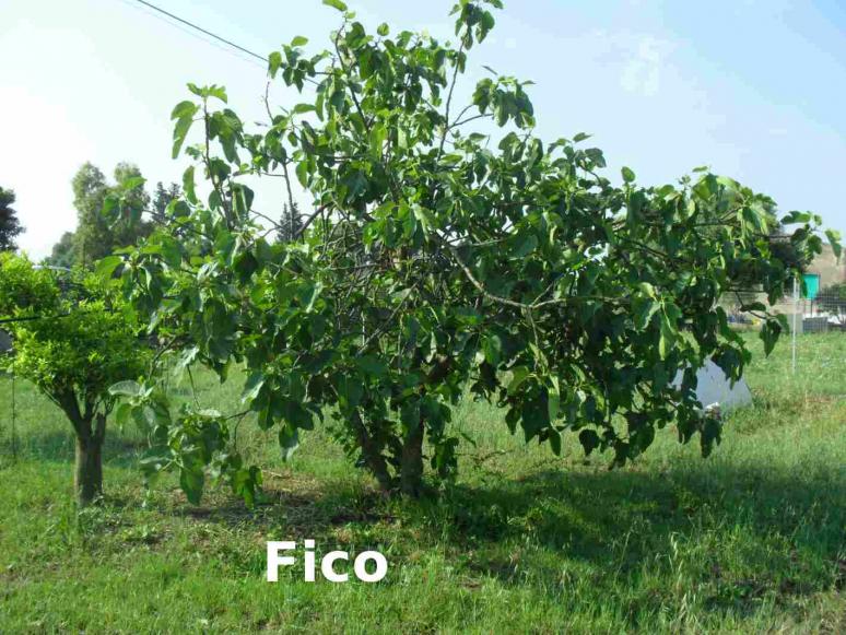 Il fico comune (Ficus carica L.)
potato e rigermogliato