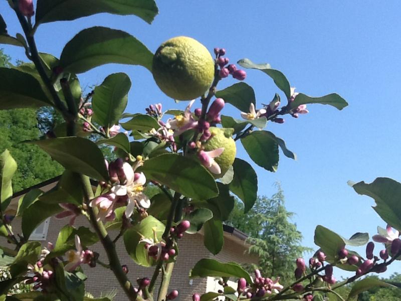 Il limone