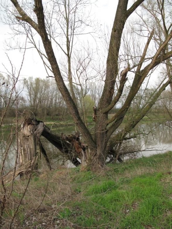 il mio adige