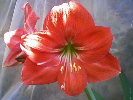 Il mio Amaryllis più bello