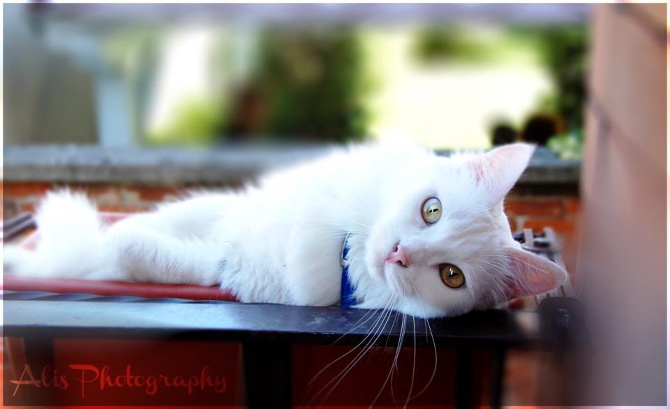 Il mio gatto è una pianta