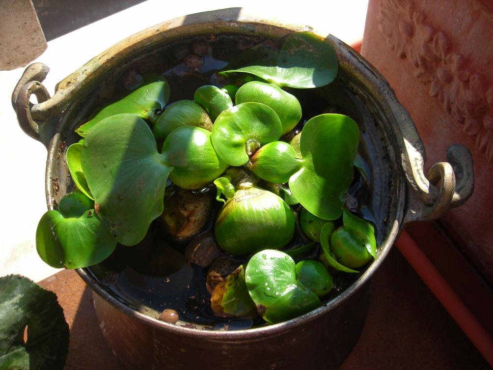 il mio giacinto d'acqua è cresciuto!!