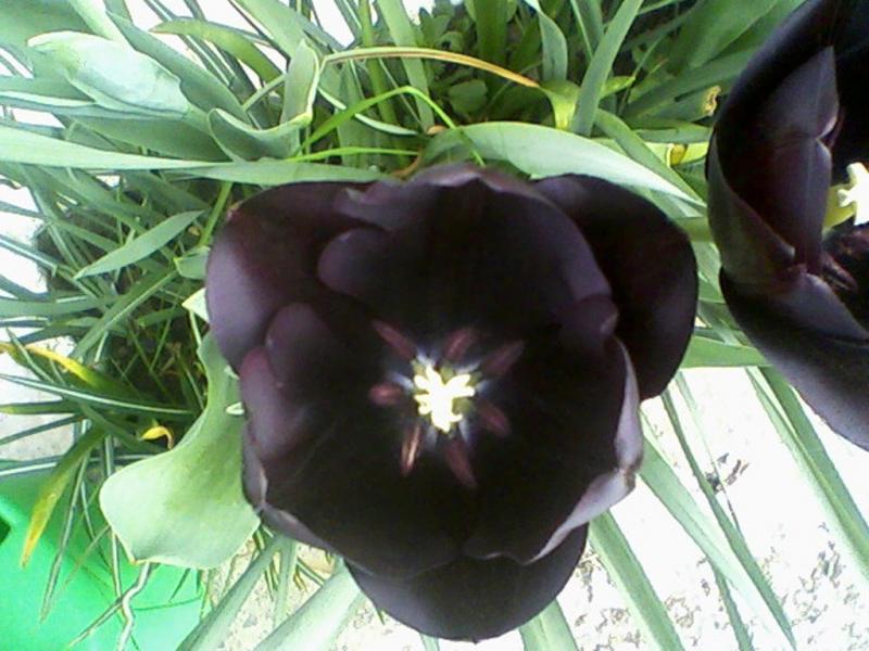 Il mio primo tulipano nero