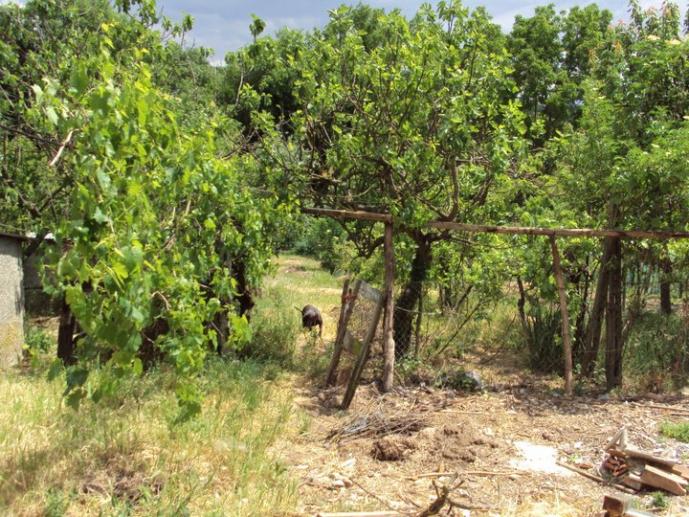 il terreno dopo qualche giorno di pulizia...