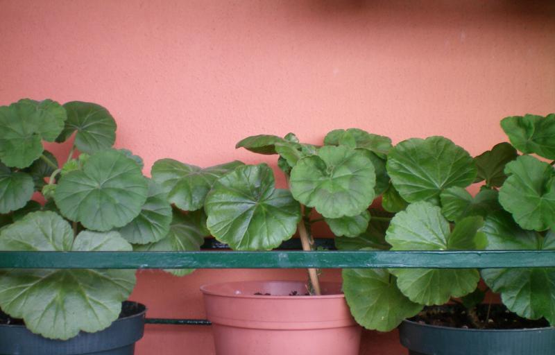 il trio lescano...3 pelargoni nati da seme nel 2012