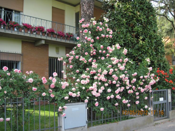 IMG 0385http://forum.giardinaggio.it/album.php?albumid=3652&attachmentid=120332