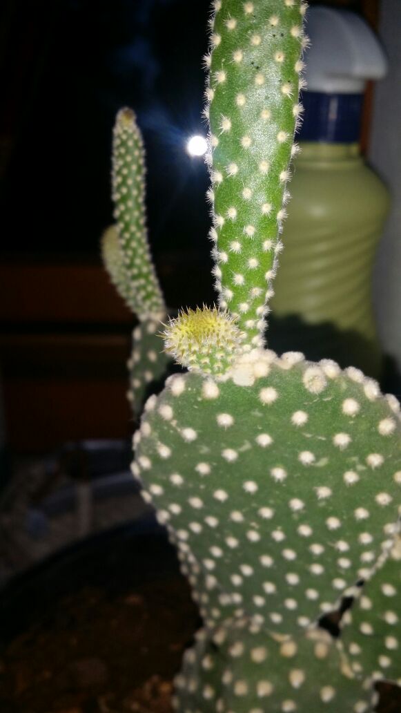 IMG 20150709 WA0001