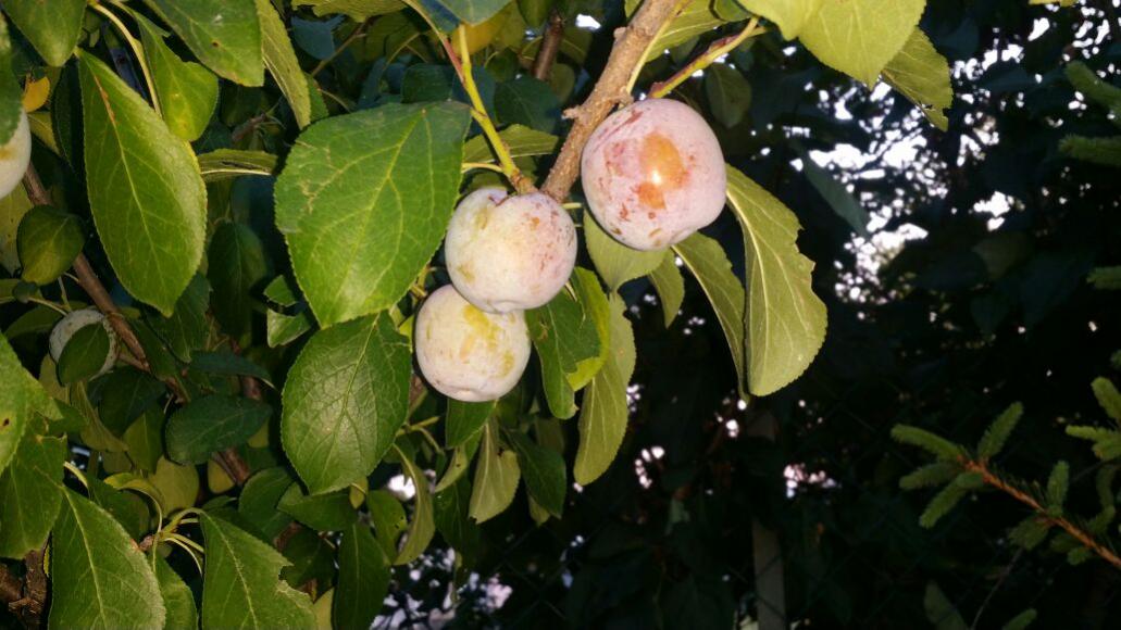 IMG 20150709 WA0004