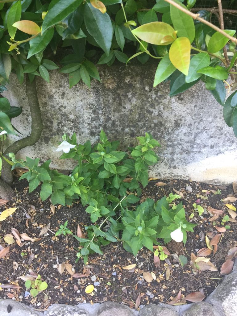 IMG-20180626-WA0028