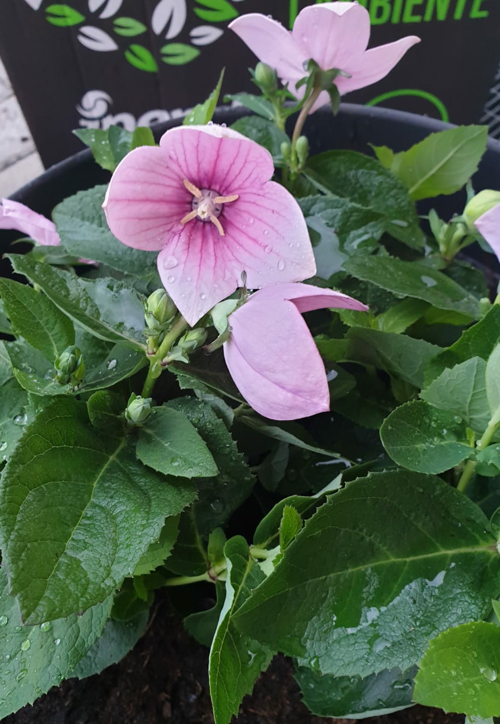 IMG-20190412-WA0008~2