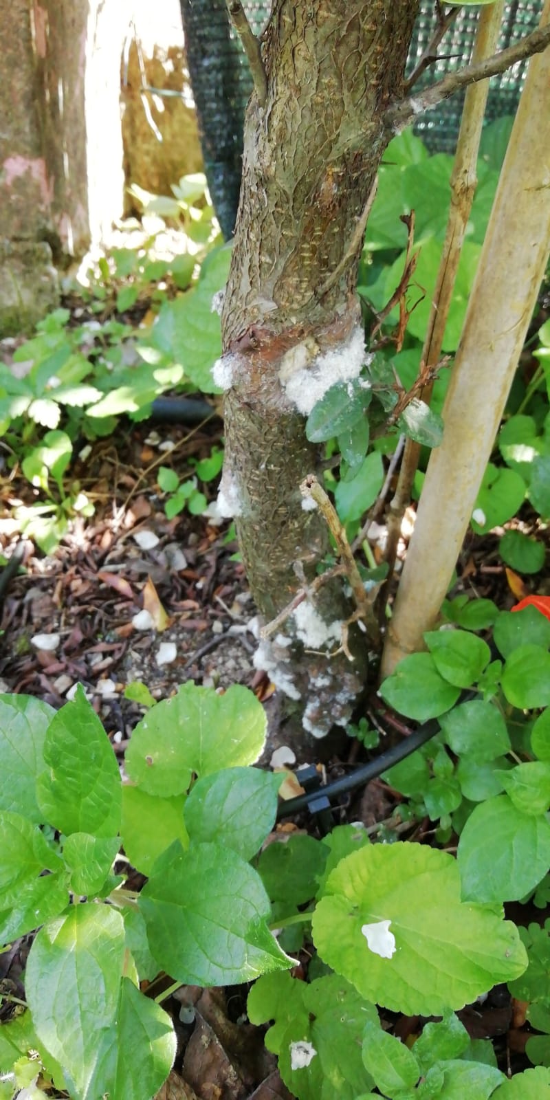 IMG-20190418-WA0004
