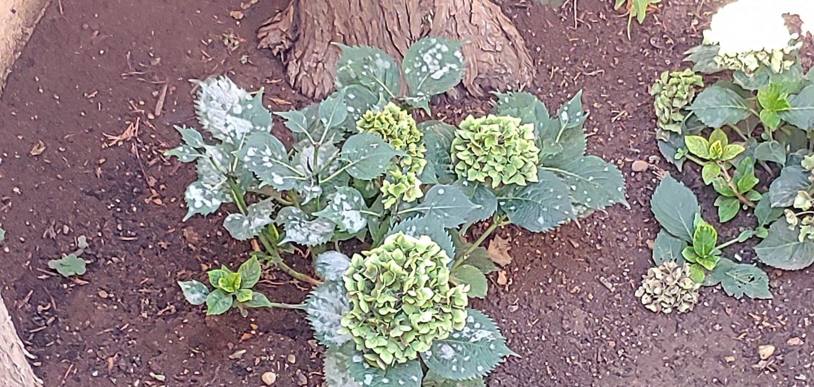 IMG-20190908-WA0004
