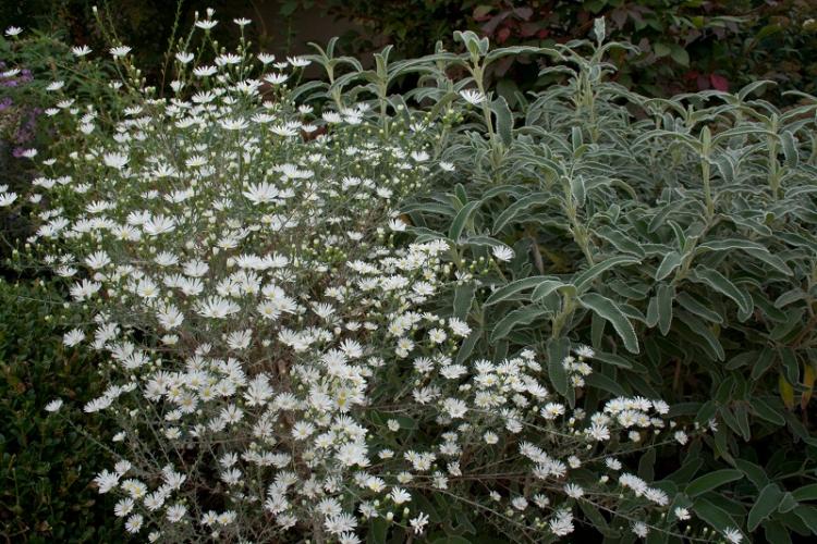 IMG 3122 l'aster l'anziano del gruppo