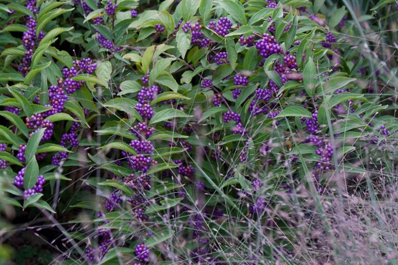 IMG 3125 bacche della callicarpa