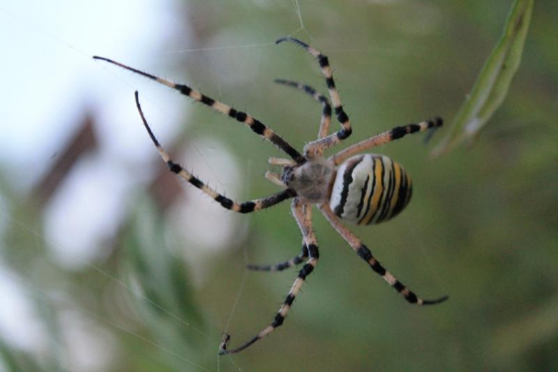 IMG 5811 ragno vespa Argiope bruennichi