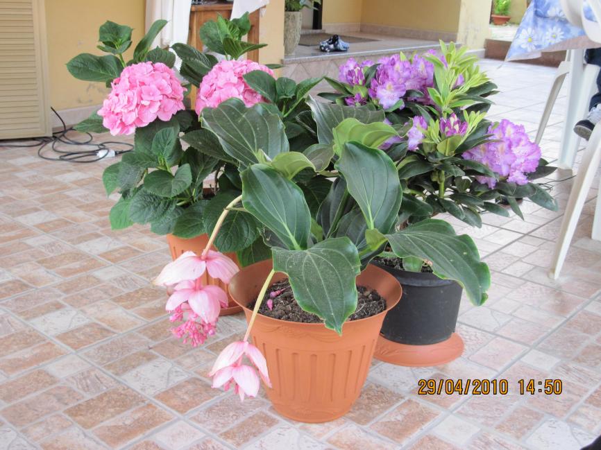 IMG_0675.http://forum.giardinaggio.it/album.php?albumid=2110&attachmentid=35253