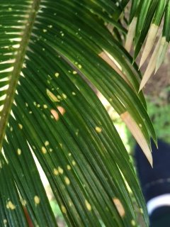 IMG_0905-1