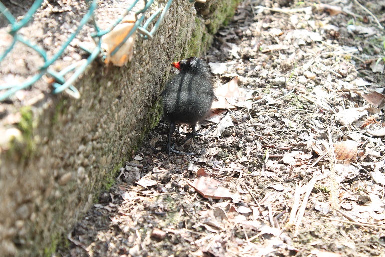 IMG_0918