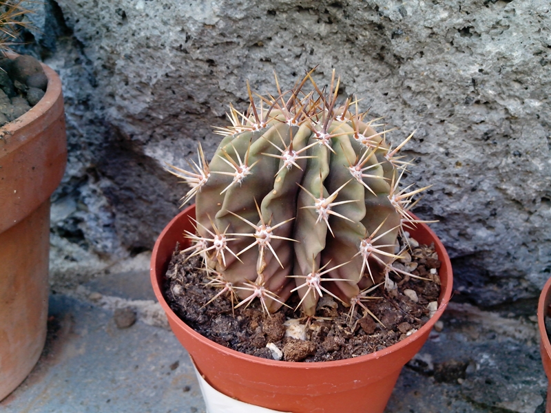 IMG_20160707_084948 (Copy)