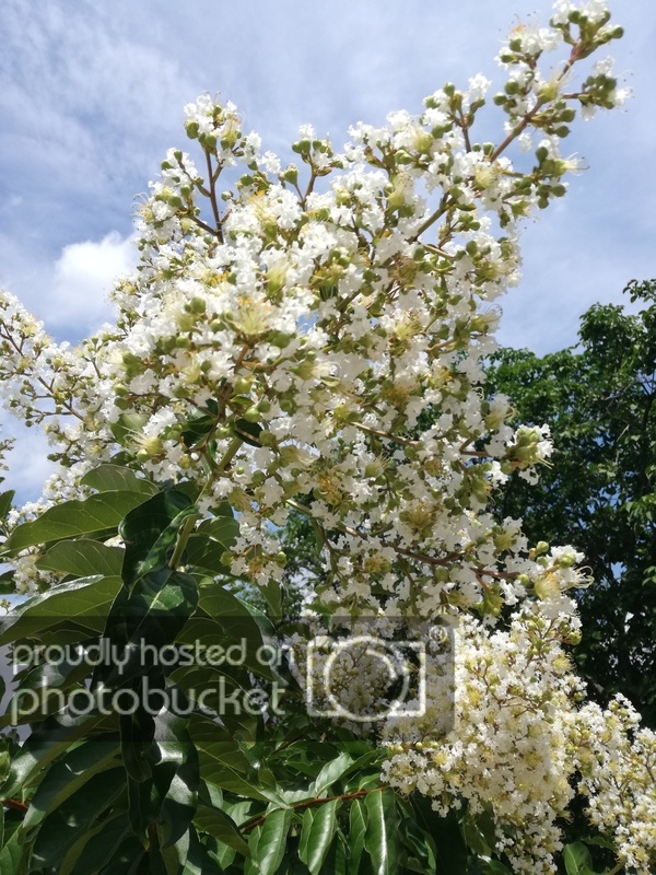 IMG_20180623_142003_zpsvs3isedi