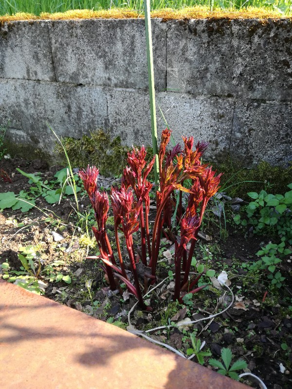 IMG_20190415_171436-600x800