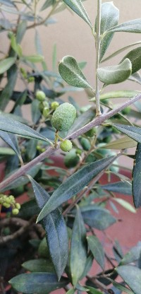 IMG_20190804_100305-200x416