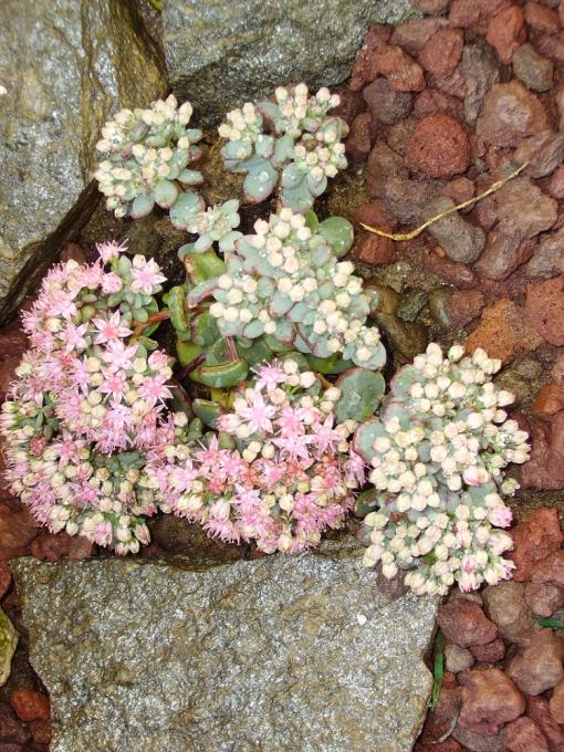 IMGP0004 sedum sieboldii